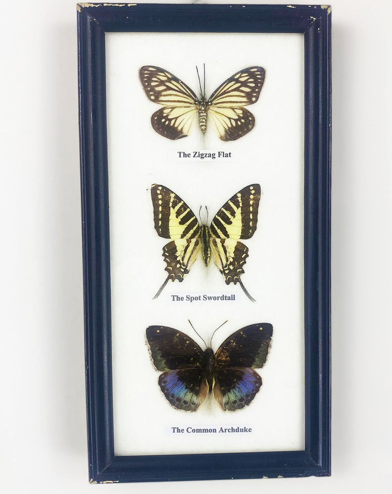 Vintage Trio of Taxidermy Butterflies