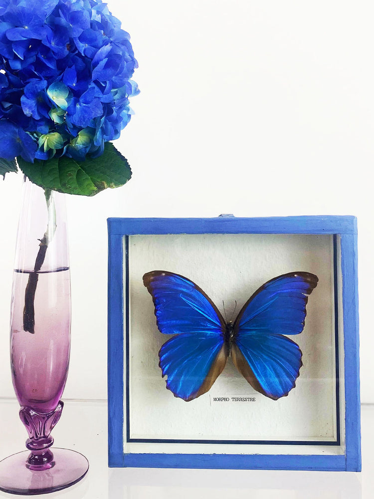Vintage Morpho Taxidermy Butterfly