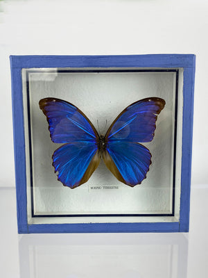 
                  
                    Vintage Morpho Taxidermy Butterfly
                  
                