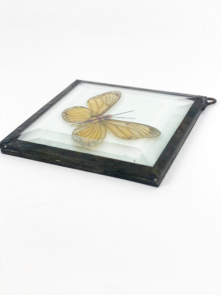 
                  
                    Vintage Taxidermy Butterfly Wall Art in Glass Frame
                  
                
