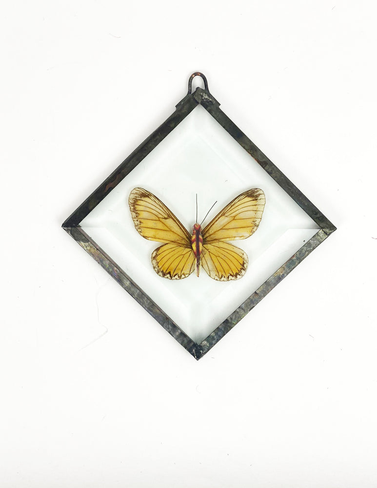 Vintage Taxidermy Butterfly Wall Art in Glass Frame