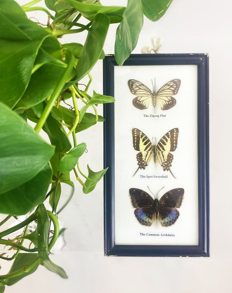 Vintage Trio of Taxidermy Butterflies