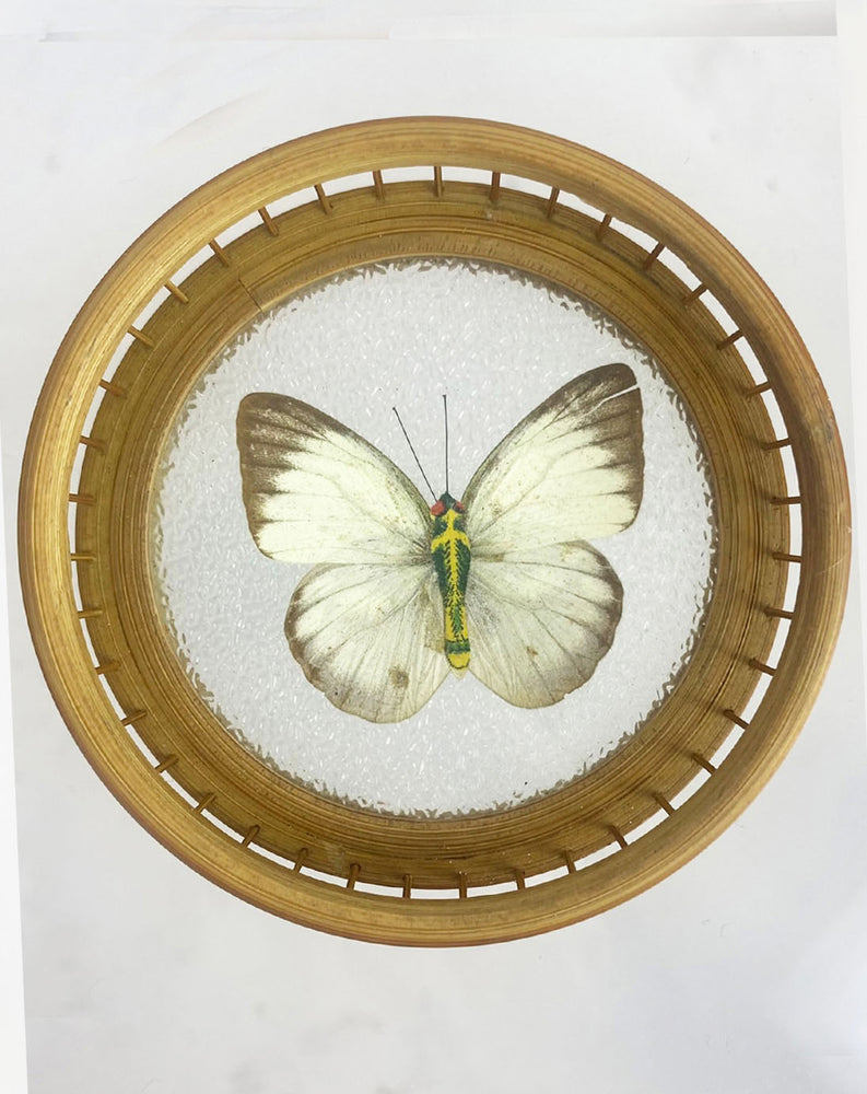Vintage Set of Three Taxidermy Butterflies